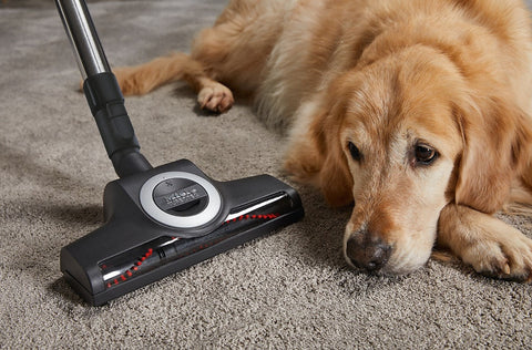 Miele SGEA3 Complete C3 Cat & Dog Vacuum Cleaner